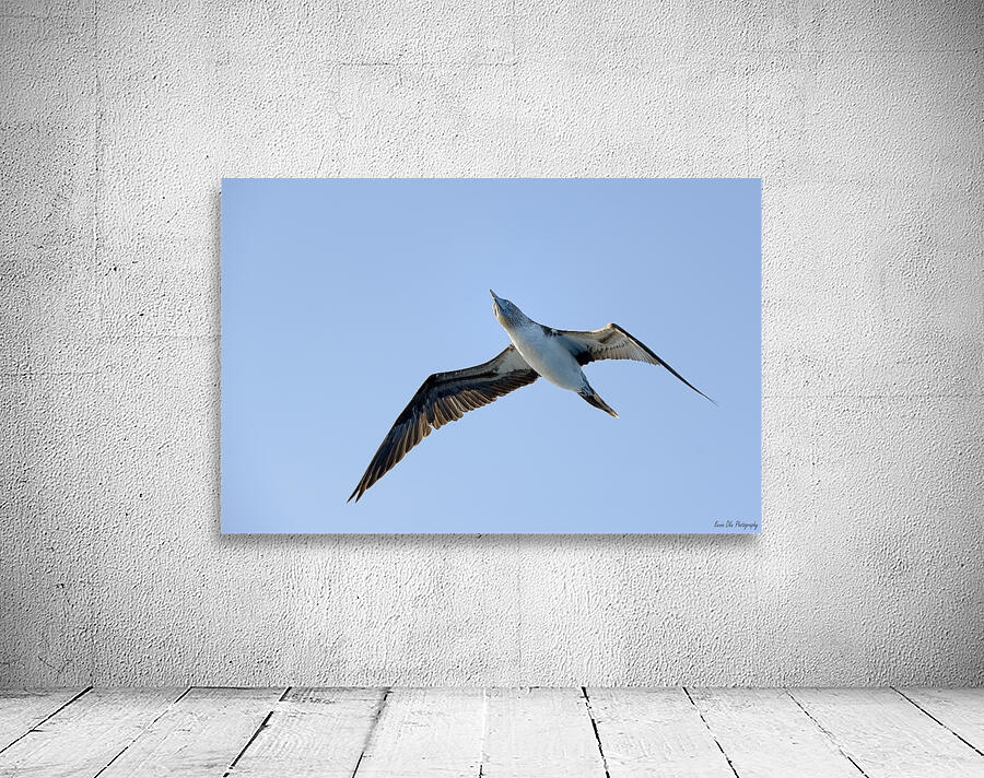 Blue footed Booby Sula nebouxii Punta Moreno Isabela Island Galapagos Islands Ecuador Wall Preview