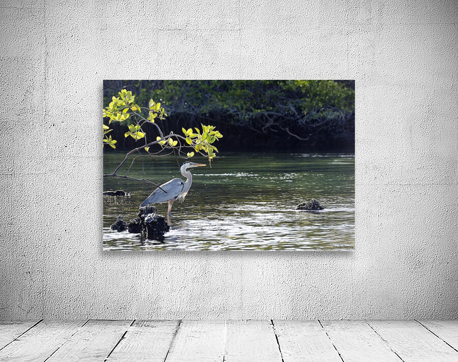 Great Blue Heron Ardea herodias Elizabeth Bay Isabela Island Galapagos Islands Ecuador Wall Preview