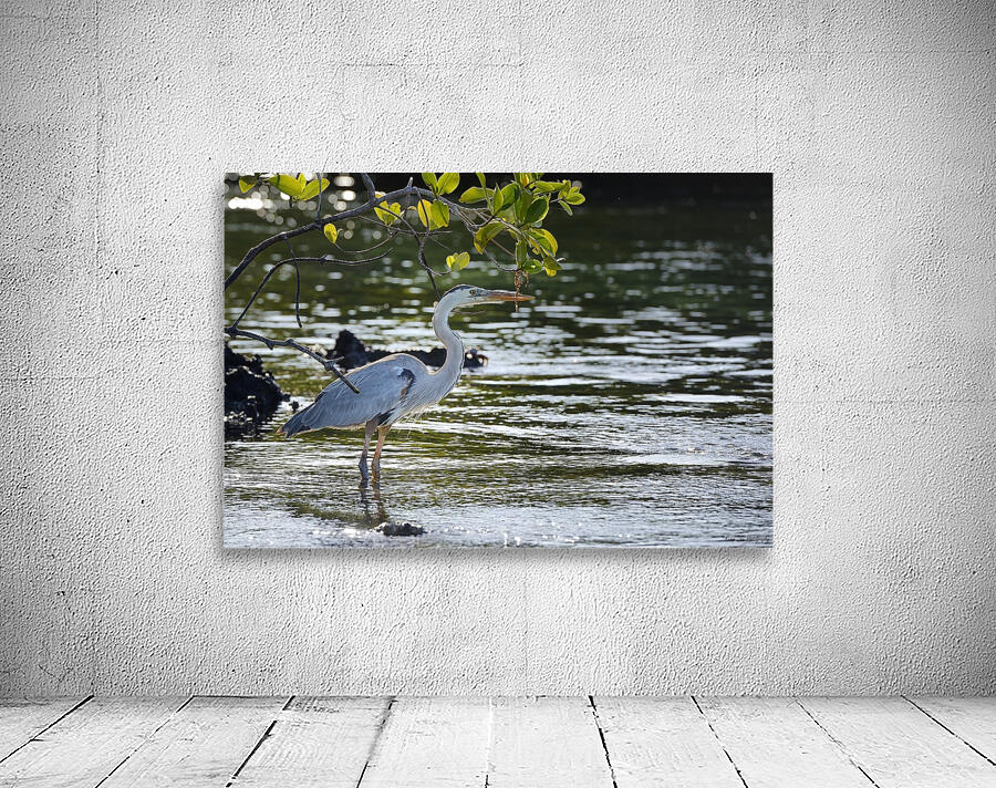Great Blue Heron Ardea herodias Elizabeth Bay Isabela Island Galapagos Islands Ecuador Wall Preview