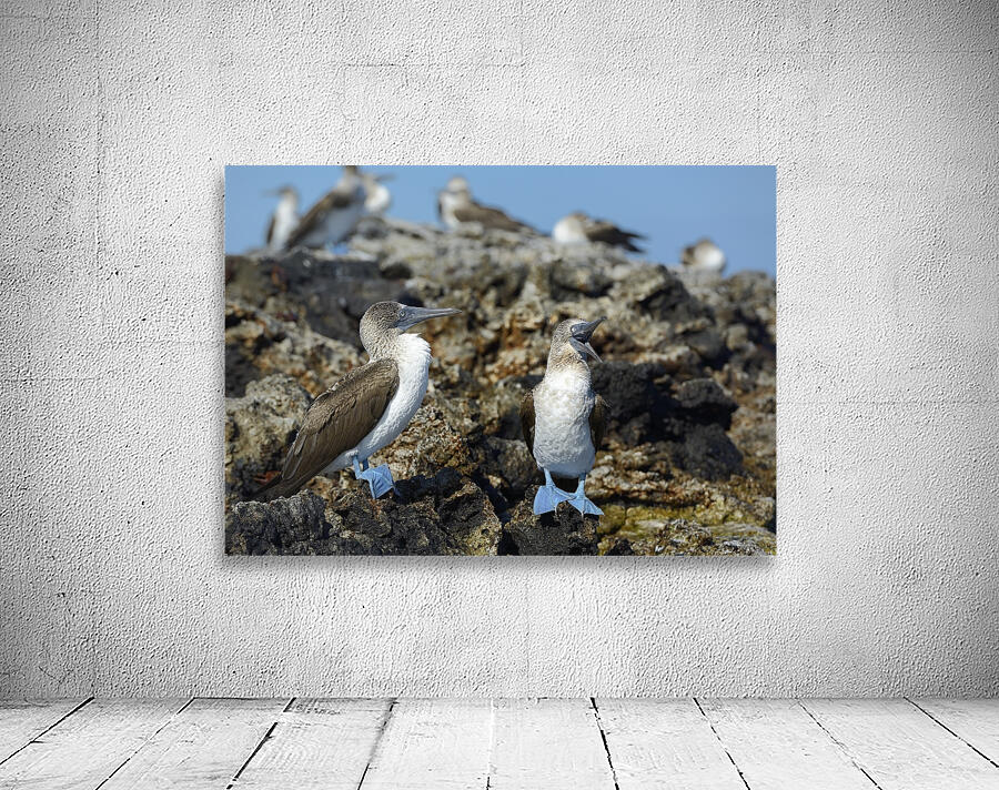 Blue footed Booby Sula nebouxii Punta Moreno Isabela Island Galapagos Islands Ecuador Wall Preview