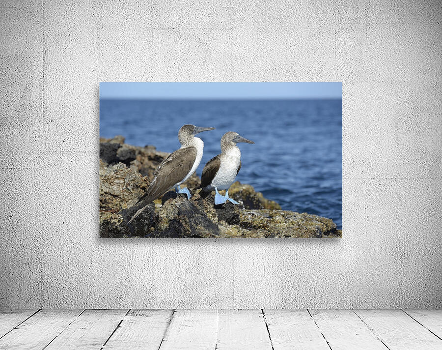 Blue footed Booby Sula nebouxii Punta Moreno Isabela Island Galapagos Islands Ecuador Wall Preview