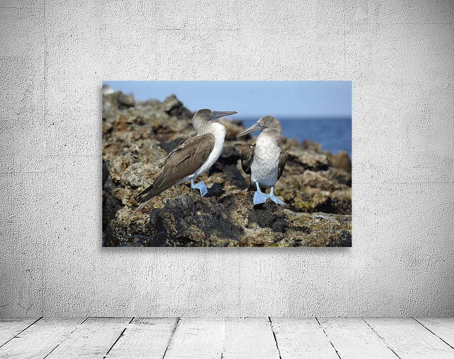 Blue footed Booby Sula nebouxii Punta Moreno Isabela Island Galapagos Islands Ecuador Wall Preview