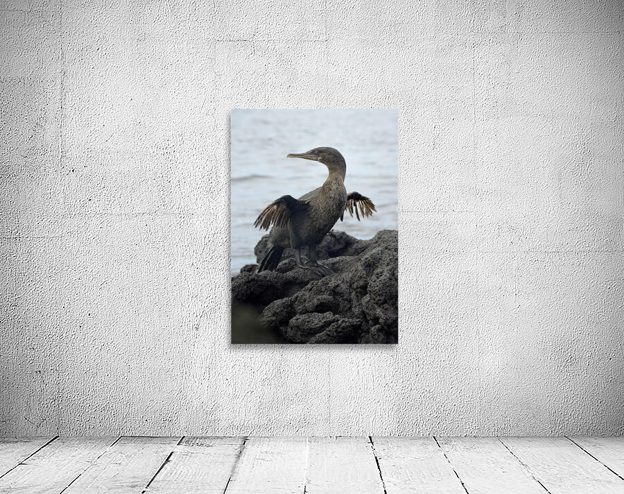 Flightless Cormorant or Galapagos Cormorant Phalacrocorax harrisi Urbina Bay Isabela Island Galapagos Islands Ecuador Wall Preview