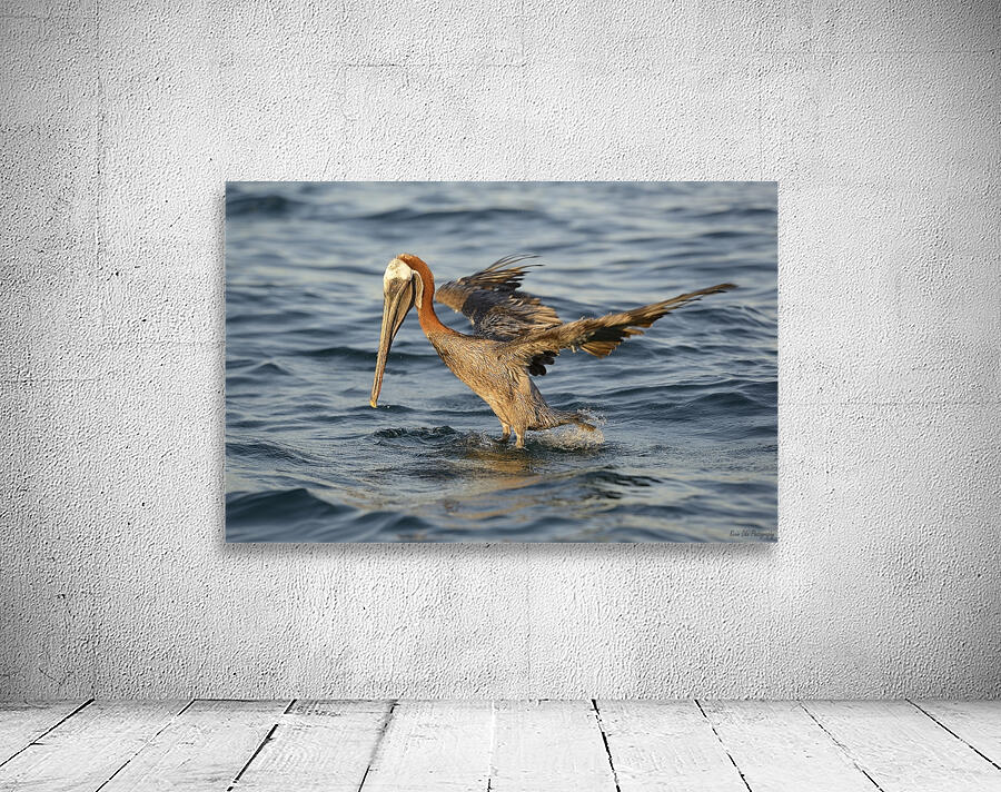 Brown Pelican Pelecanus occidentalis Elizabeth Bay Isabela Island Galapagos Islands Ecuador Wall Preview