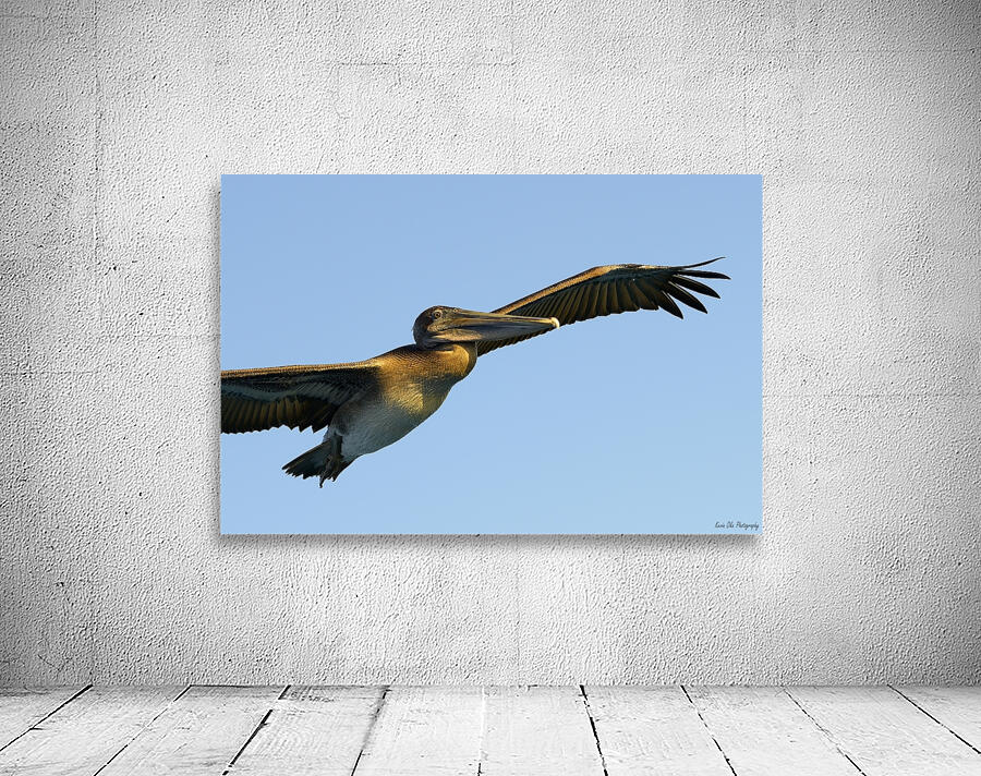 Brown Pelican Pelecanus occidentalis Elizabeth Bay Isabela Island Galapagos Islands Ecuador Wall Preview