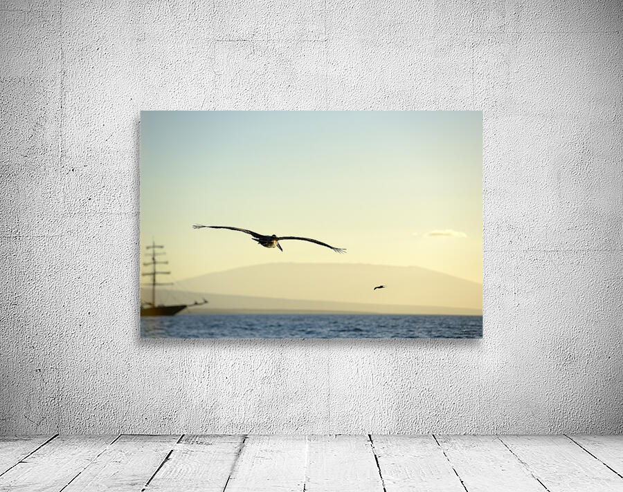 Brown Pelican Pelecanus occidentalis Elizabeth Bay Isabela Island Galapagos Islands Ecuador Wall Preview