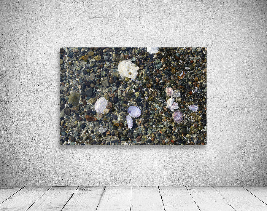 Detail image of rocks and shells on the beach Wall Preview