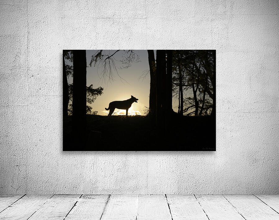 Large dog silhouetted at sunset - Wallace Island Wall Preview