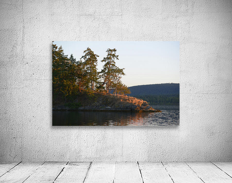 Arbutus and fir trees on the point at Conover Cove Wall Preview