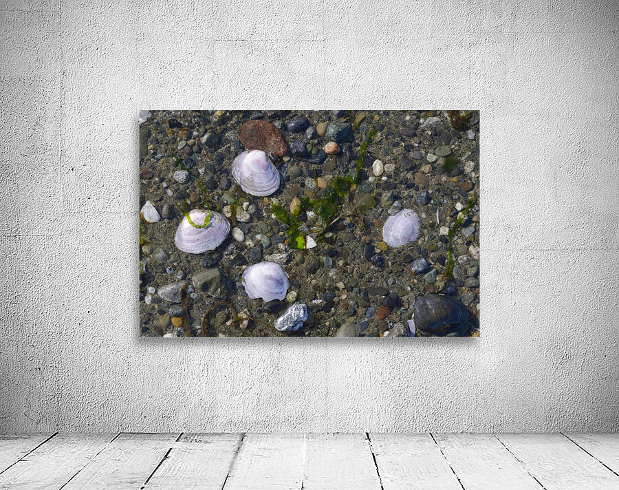 Sea shells - Spencer Spit  Wall Preview