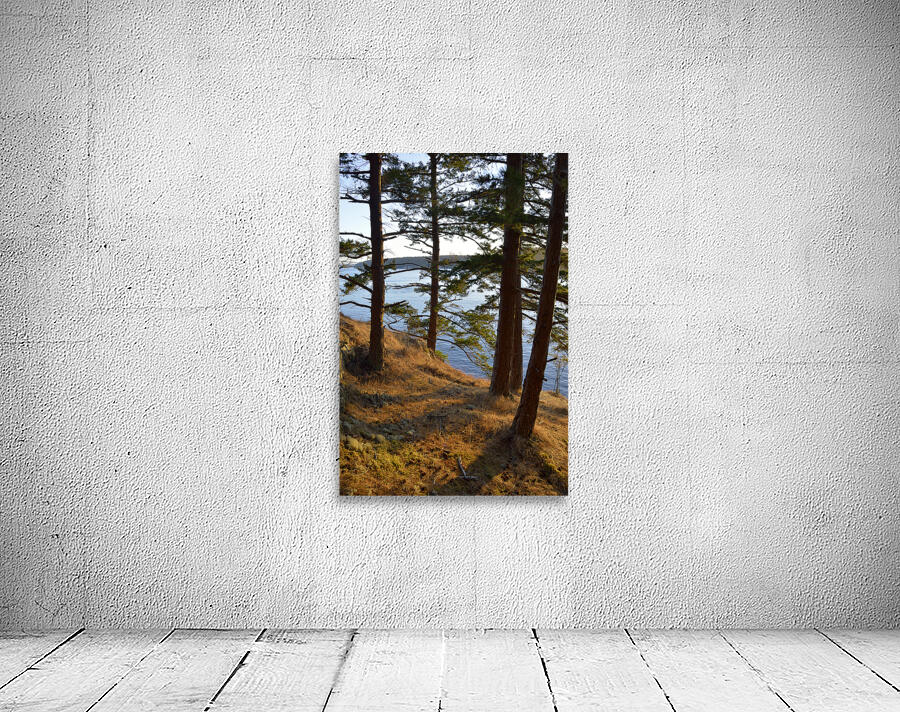 Fir trees on a grassy hillside. James Island Wall Preview