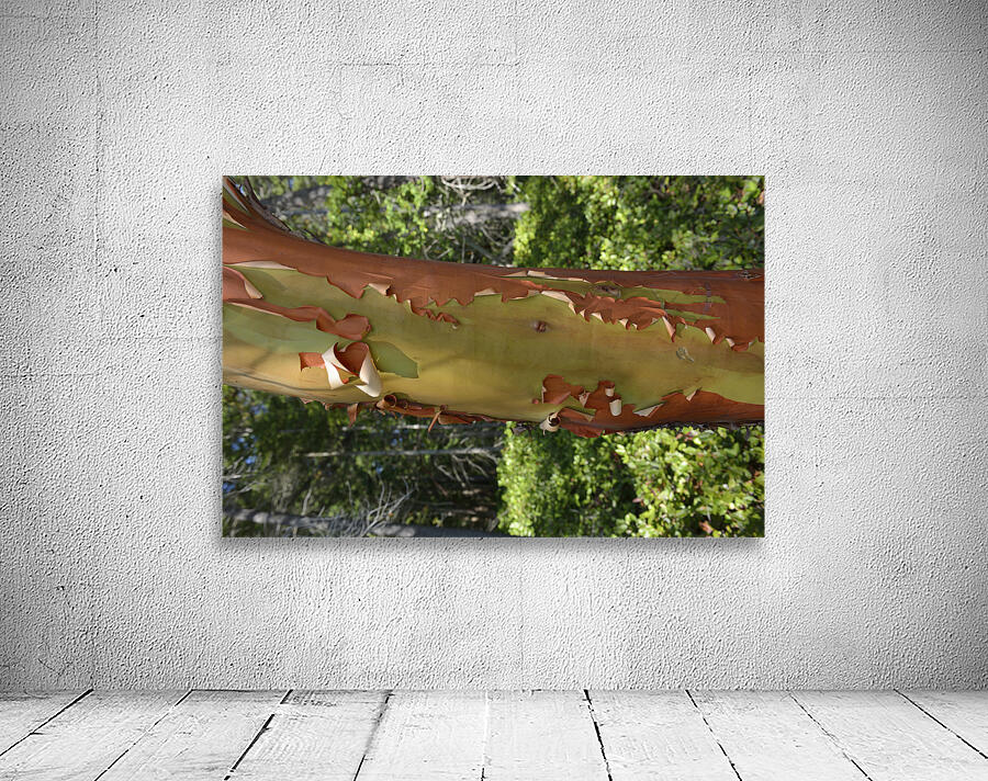 Madrona tree trunk with peeling bark Wall Preview