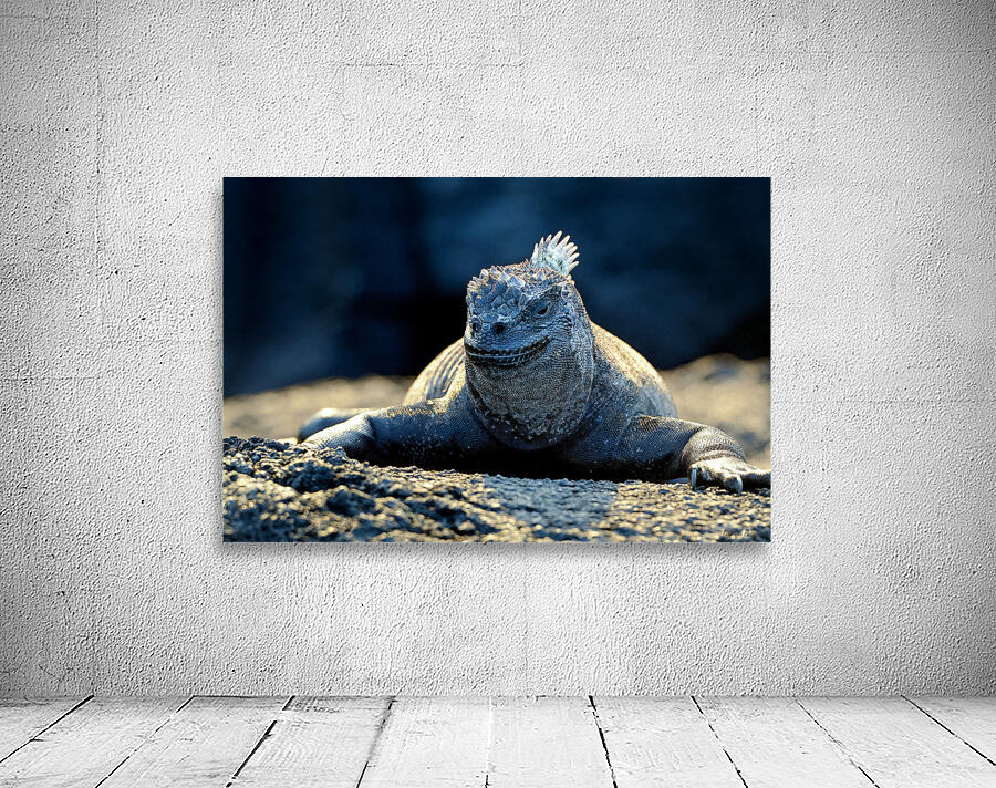 Marine Iguana perched on the rocks Punta Espinosa Wall Preview