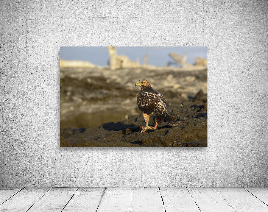 Galapagos Hawk Buteo galapagoensis perched on lava Wall Preview