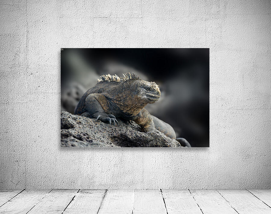 KO EC 9612 Wall Preview