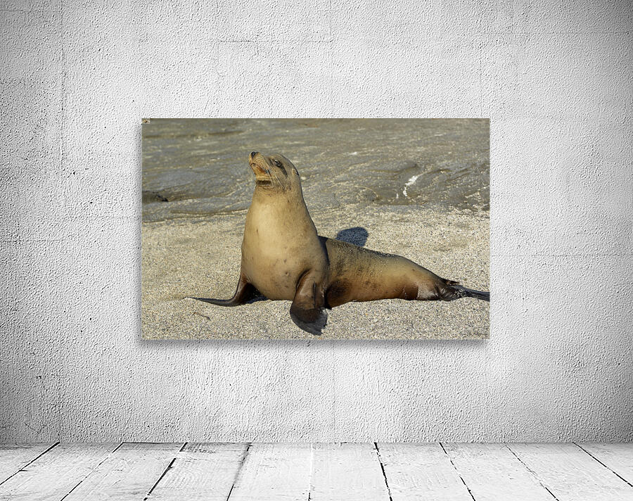 KO EC 13710 Wall Preview