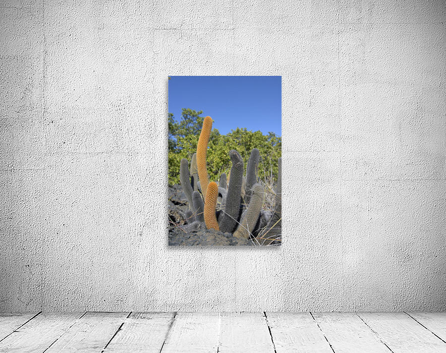 KO EC 8313 Wall Preview