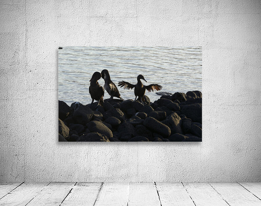 Flightless Cormorants Phalacrocorax harrisi stretching their wings. Punta Espinosa. Fernandina Island. Galapagos Islands. Ecuador Wall Preview