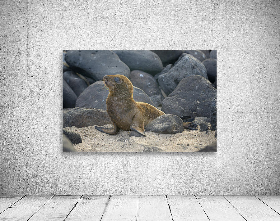 KO EC 14065 Wall Preview