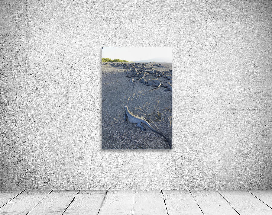 Group of Marine Iguanas on the sand. Punta Espinosa. Fernandina Island. Galapagos Islands. Ecuador Wall Preview