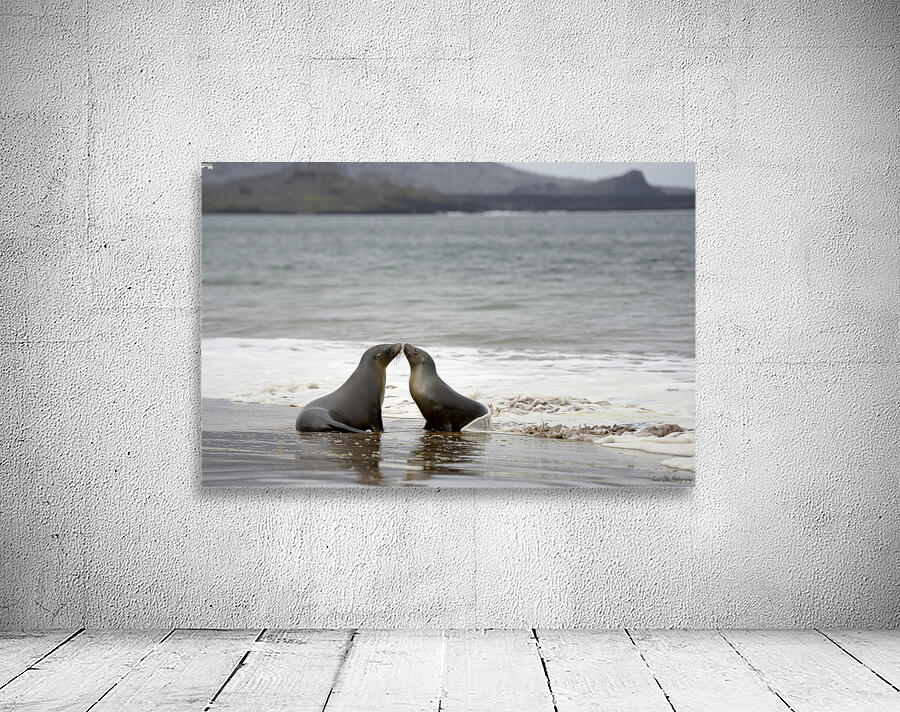 Galapagos sea lions Zalophus wollebaeki playing in the waves on Playa Espumilla. Santiago Island. Galapagos Islands. Ecuador Wall Preview