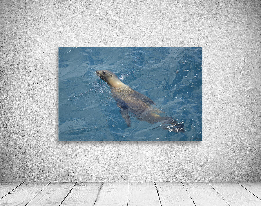 Galapagos sea lion Zalophus wollebaeki swimming in the ocean Floreana Island Galapagos Islands Ecuador Wall Preview