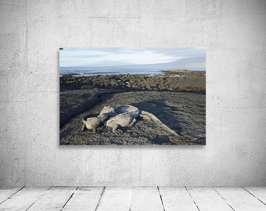 KO EC 10853 Wall Preview