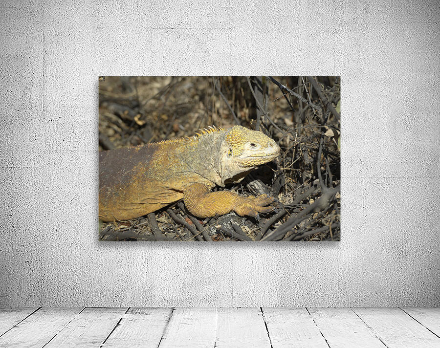 Galapagos land iguana. Isabela Island. Galapagos Islands. Ecuador Wall Preview