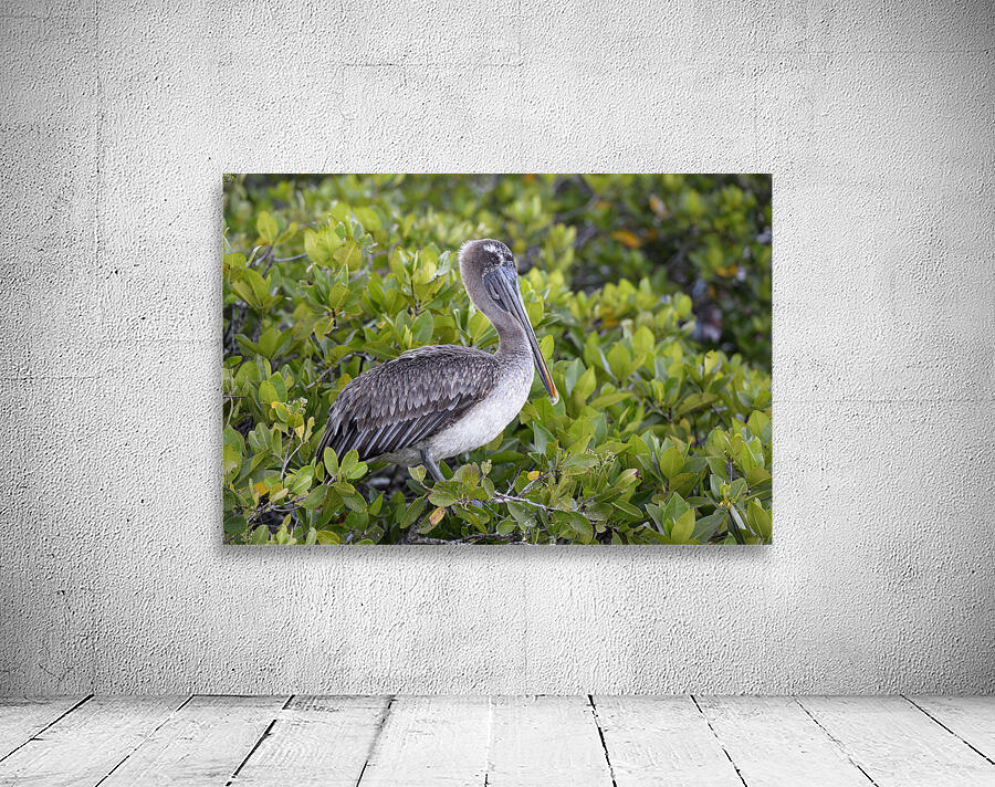 KO EC 7861 Wall Preview