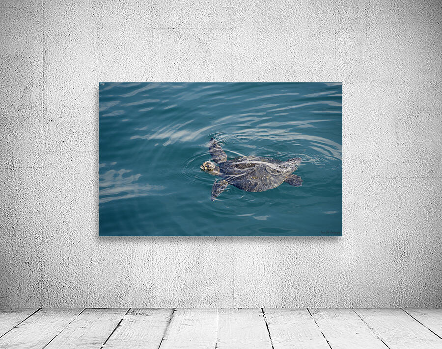 Galapagos green turtle. Isabela Island. Galapagos Islands. Ecuador Wall Preview