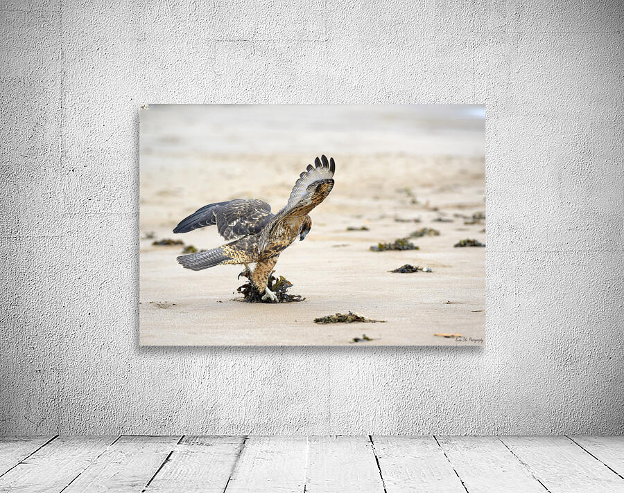 Galapagos Hawk landing on Espumilla Beach. Santiago Island. Galapagos Islands. Ecuador Wall Preview