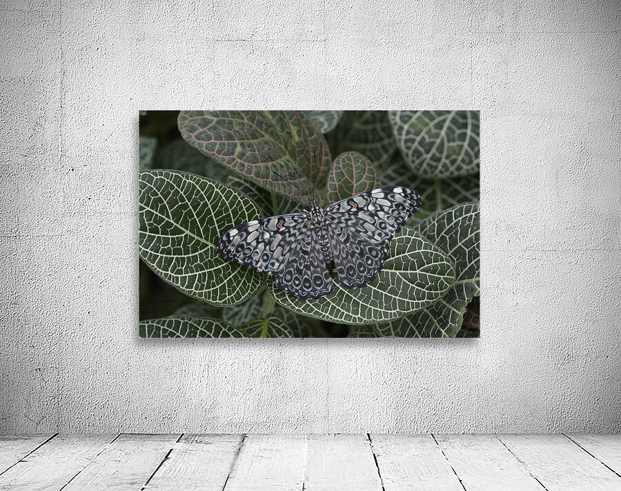 KO EC 17761 Wall Preview