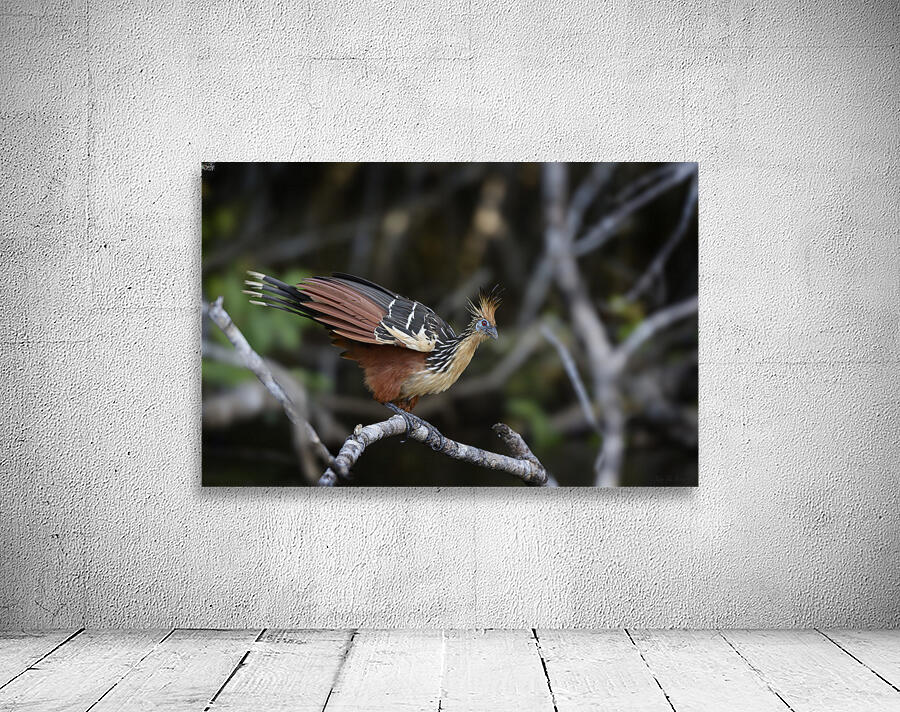 Hoatzin Opisthocomus hoazin on a branch over Lake Garzacocha Wall Preview