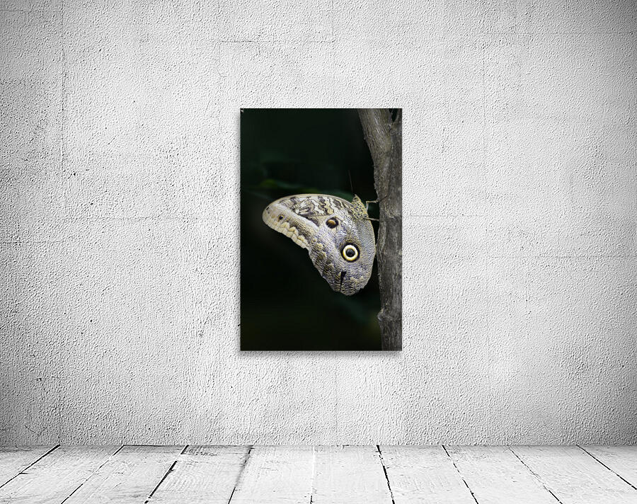 Owl butterfly Caligo idomeneus. Amazon. Ecuador Wall Preview