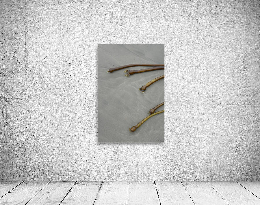 Bull kelp Florencia Beach Pacific Rim National Park Wall Preview