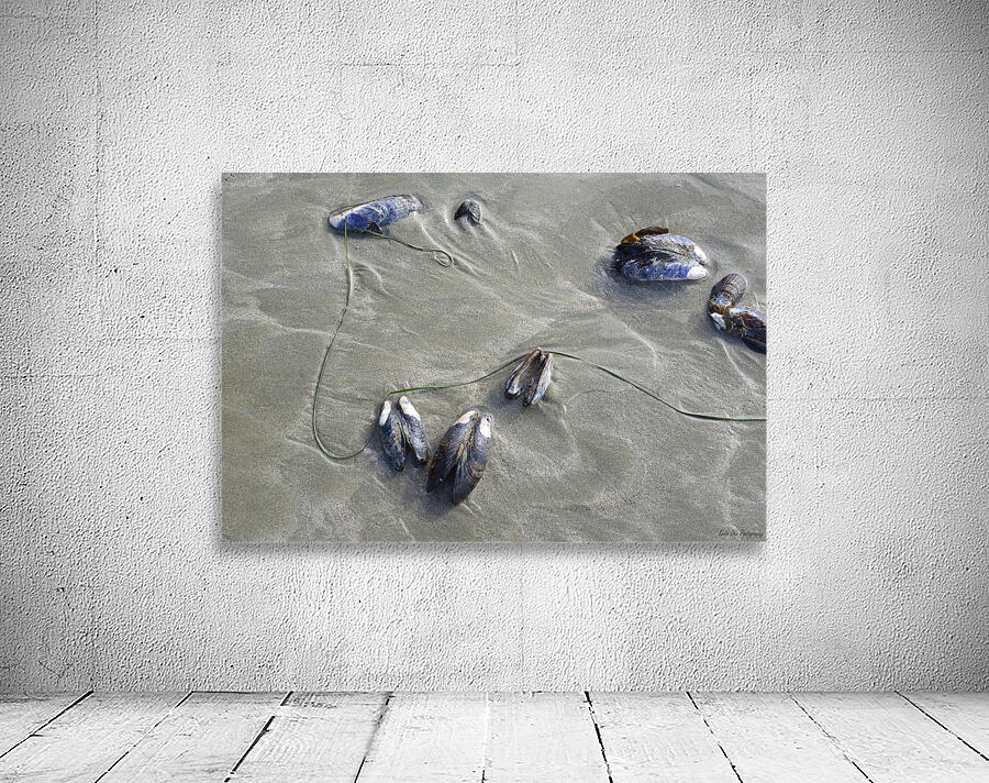 Abstract photo of mussels on the sand Chesterman Beach Wall Preview
