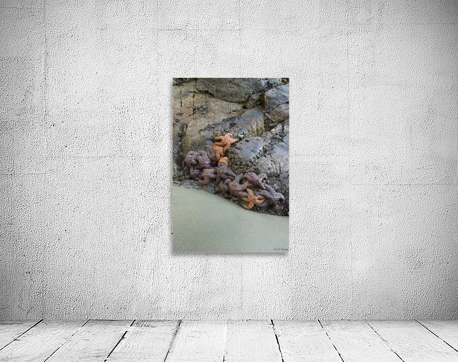 Sea stars on the rocks at Tonquin Beach Tofino Wall Preview