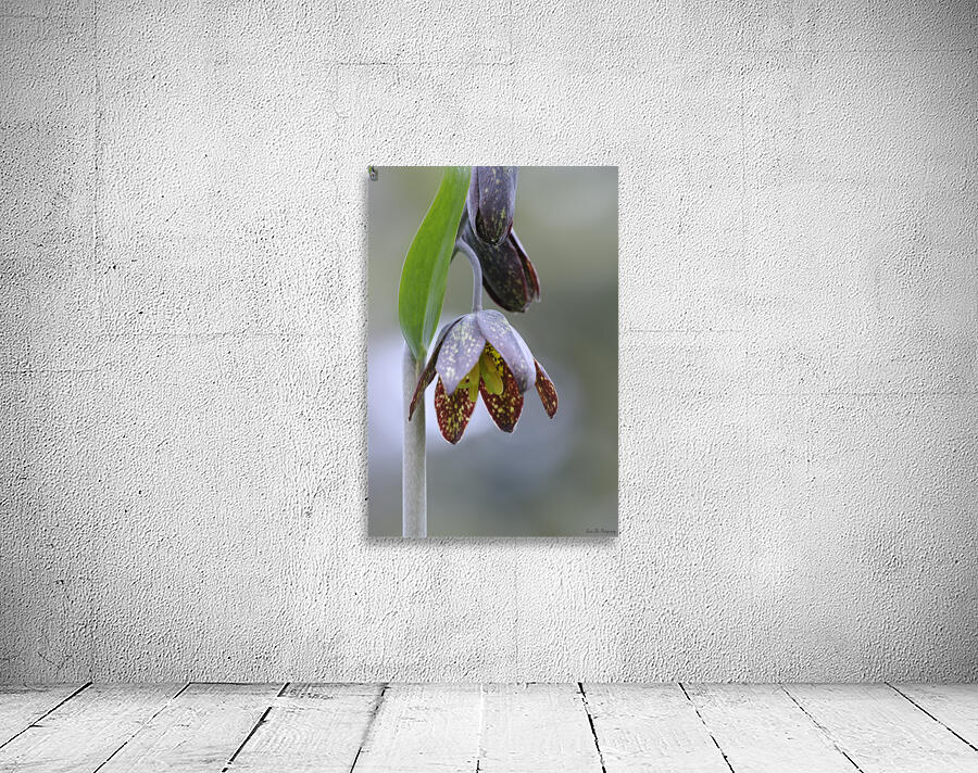 KO A48342a Wall Preview