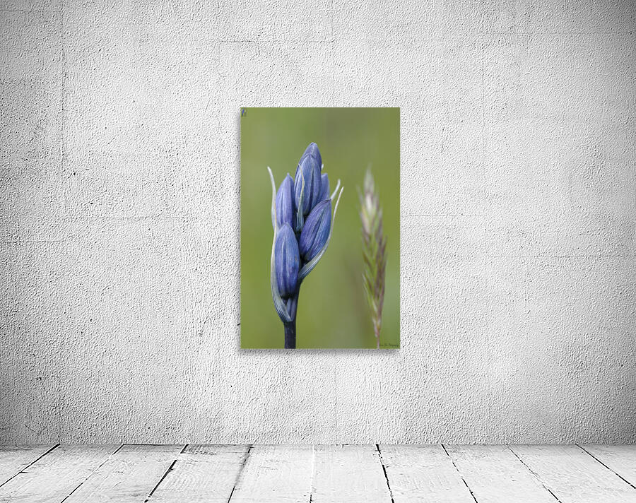 Common Camas Camassia quamash Mt. Tzouhalem Ecological Reserve Cowichan Valley British Columbia Canada Wall Preview