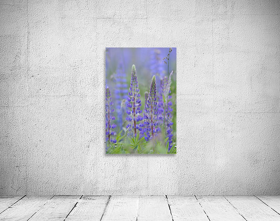 Farm in the Cowichan Valley Vancouver Island British Columbia Canada. Wall Preview