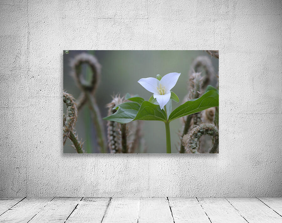 KO A17880 Wall Preview