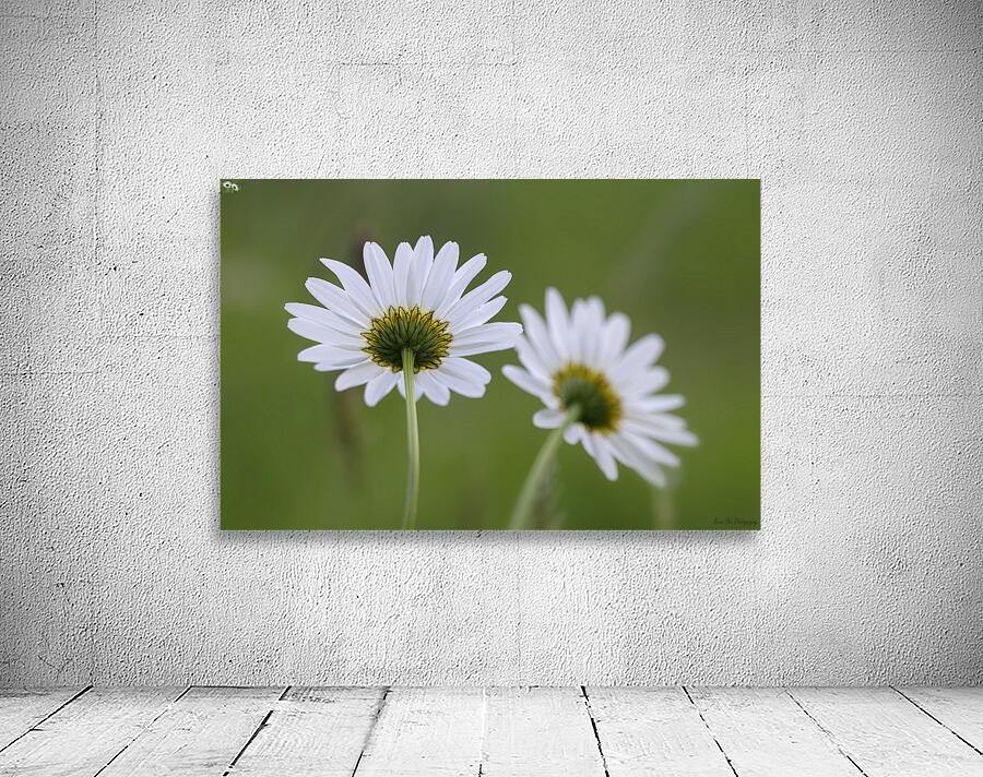 Farm in the Cowichan Valley Vancouver Island British Columbia Canada. Wall Preview