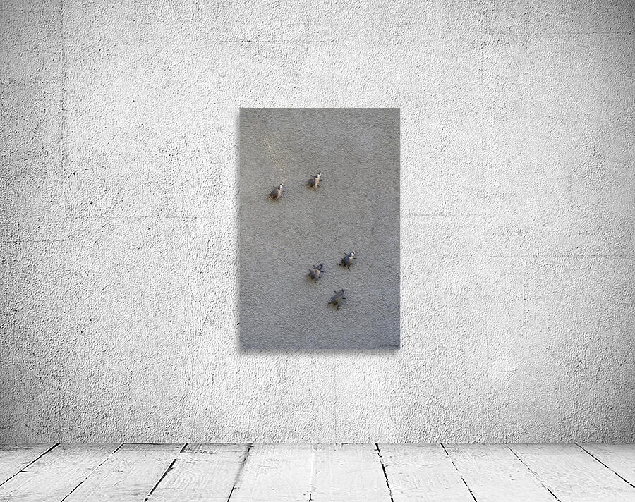 Metal fly sculpture on a house wall Tannay Nièvre Burgundy France Wall Preview