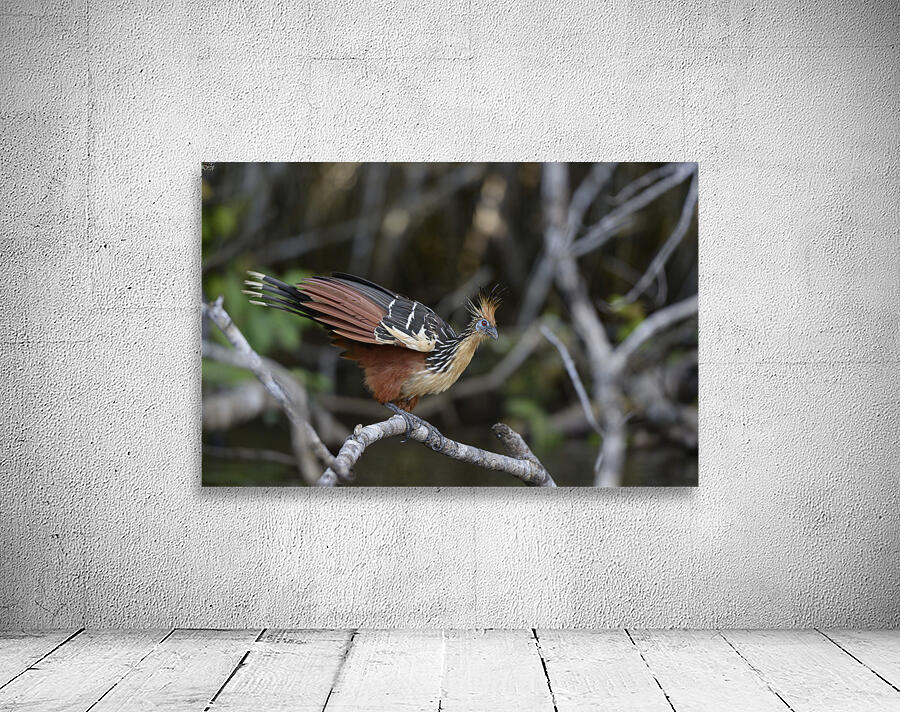 Hoatzin Opisthocomus hoazin on a branch over Lake Garzacocha La Selva Jungle Eco Lodge Amazon Basin Ecuador Wall Preview
