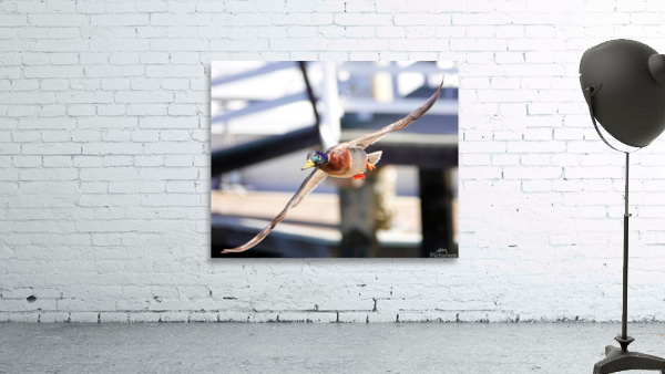 Flying Duck 4 8 21 Wall Preview