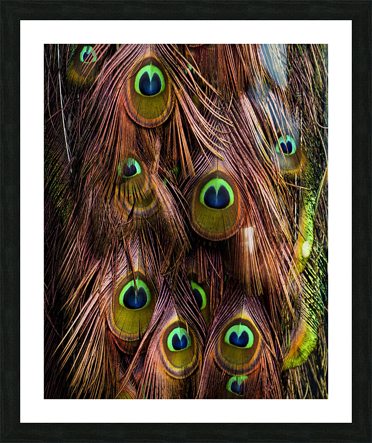 Peacock Feathers Picture Frame print