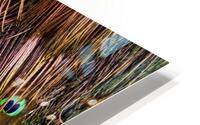 Peacock Feathers HD Metal print