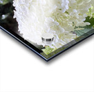 Smooth Hydrangea  Acrylic print