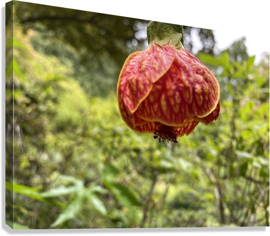 Red Tiger plant Canvas Print