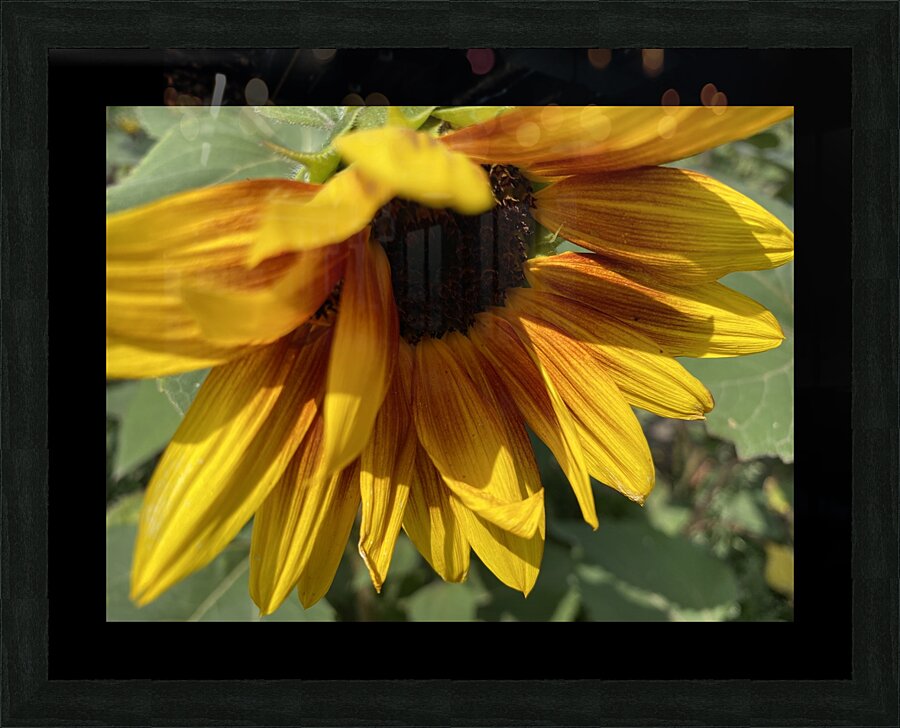 Sun Flower  Picture Frame print